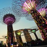 Die Super Trees ganz nah in der Abenddämmerung: Die 50 Meter hohen Stämme sind vertikal begehbare Gärten und eröffnen einen neuen Blick auf die Stadt und ihre ursprüngliche Flora.