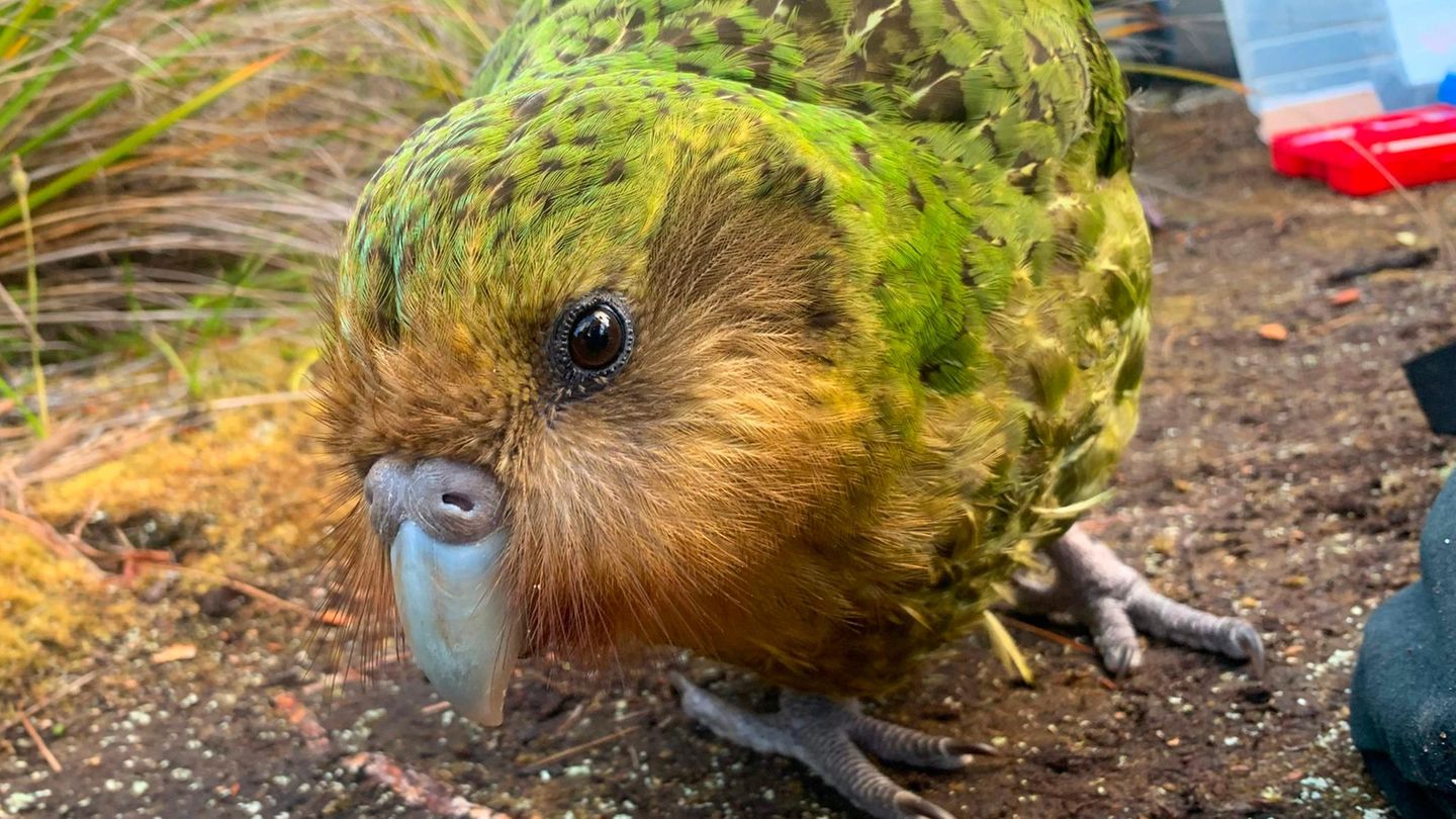 Ein Kakapo-Papagei läuft auf dem Boden umher
