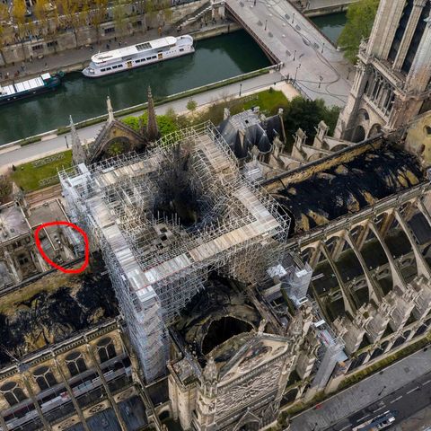Bienen von Notre-Dame haben überlebt