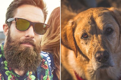 Sind Bärte so dreckig wie Hundefell?