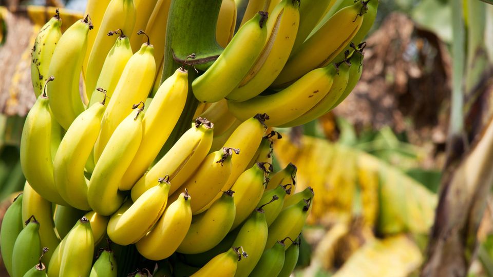 Eine Bananenstaude mit reifen Früchten