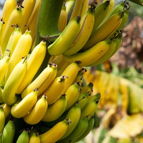 Eine Bananenstaude mit reifen Früchten