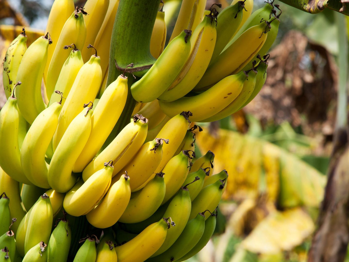 Banane in Gefahr  die Panama-Krankheit bedroht die gelbe Frucht | STERN.de