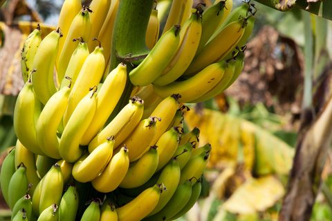 Eine Bananenstaude mit reifen Früchten
