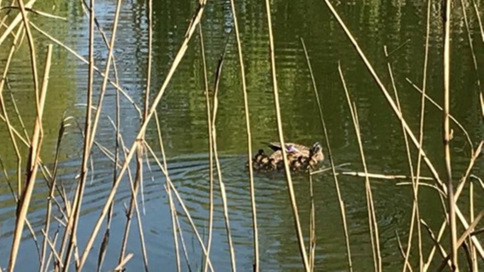 Enten - Wien - Rettung - Rohr Enten - Wien - Rettung - Rohr