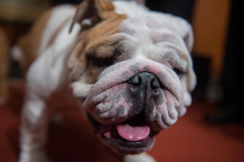 Der geklonte Hund Marlon 2 ist eine solche Bulldogge (Symbolfoto)