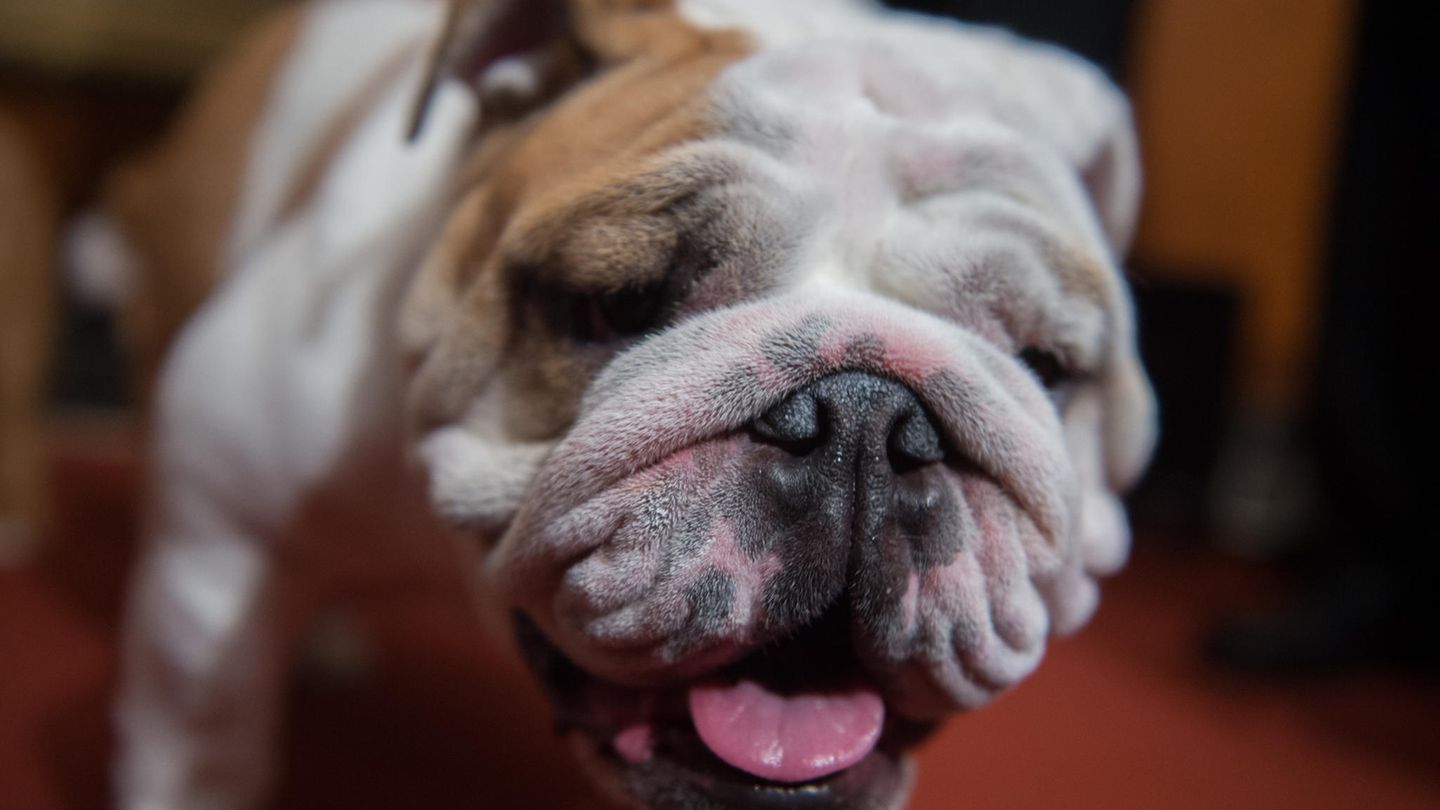 Bulldogge auf Hund Otto bricht Guinness Weltrekord | STERN.de