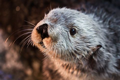 Der Seeotter Charlie wurde im Aquarium von Long Beach groß.