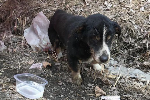 Bewegende Geschichte: Lebendig begraben: Totgeglaubter Hund  kehrt zu Besitzerinnen zurück