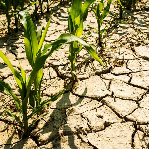 Wetter in Deutschland: Kommt in diesem Sommer die Dürre zurück?