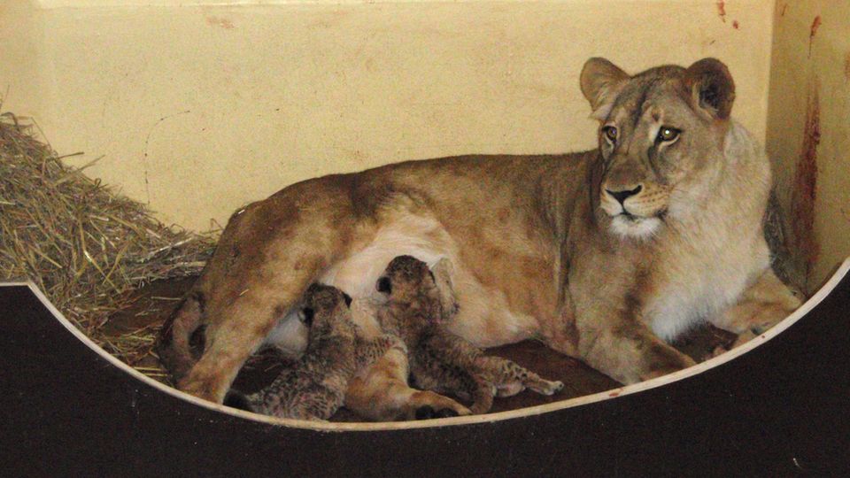 Löwin Bastet