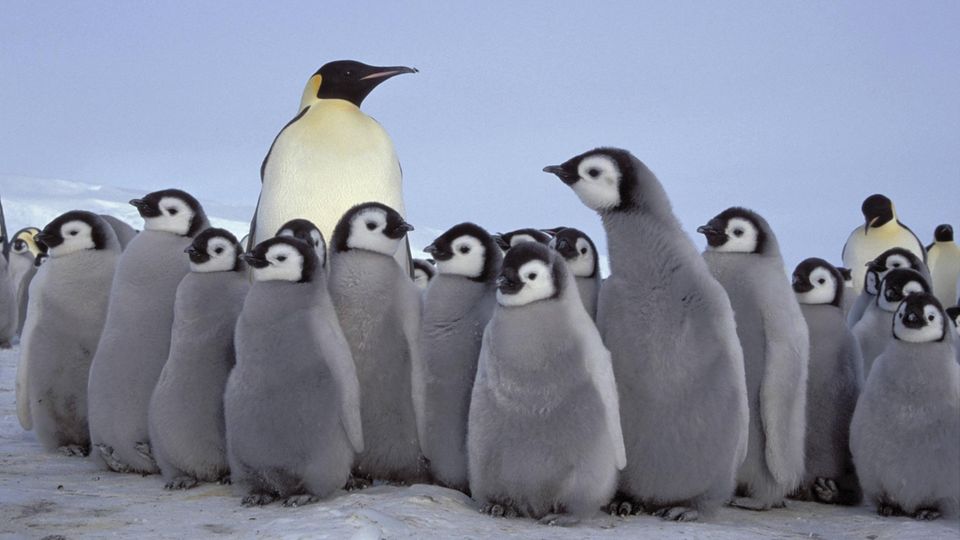 Ein Kaiserpinguin in der Antarktis mit Küken