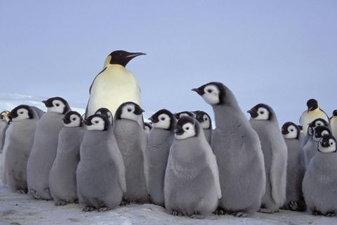 Ein Kaiserpinguin in der Antarktis mit Küken