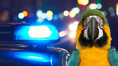 Ab in den Käfig: Papagei warnte Besitzer vor Razzien