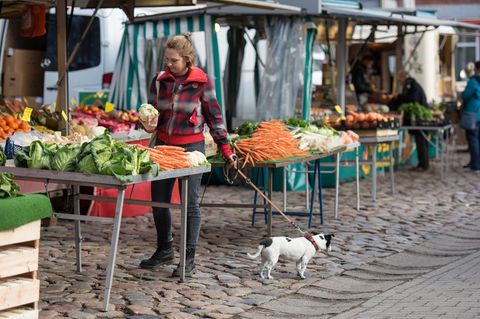 Hund auf dem Markt