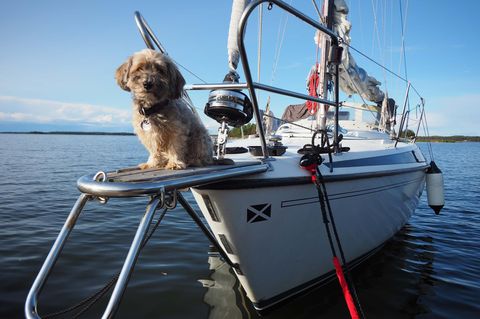 Hund auf dem Bug des Schiffes