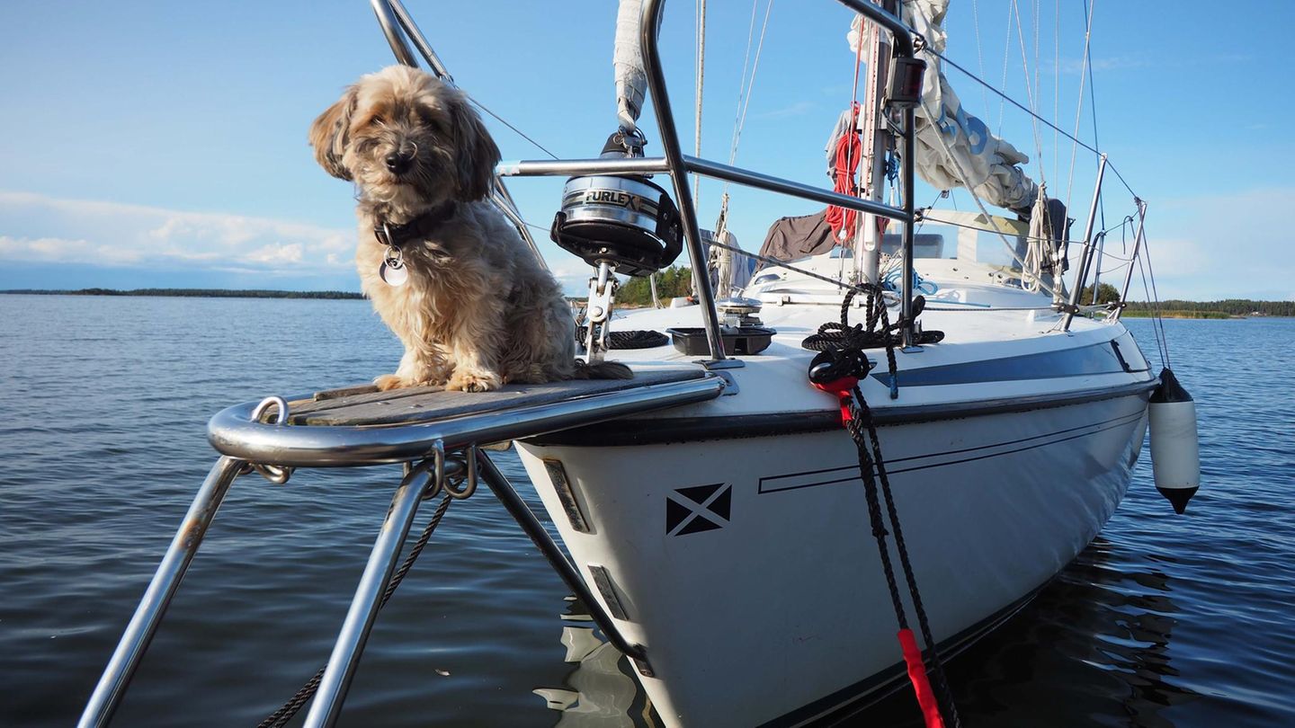Hund auf dem Bug des Schiffes