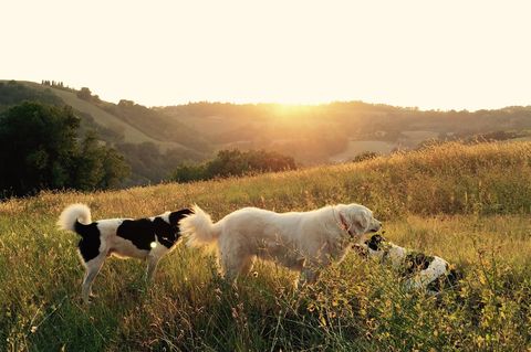 Hunde auf einer Wiese