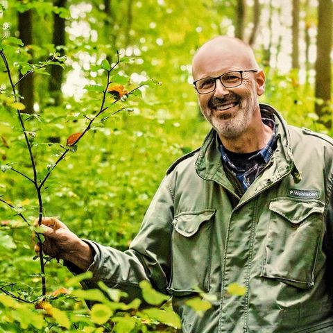 Peter Wohlleben im Wald