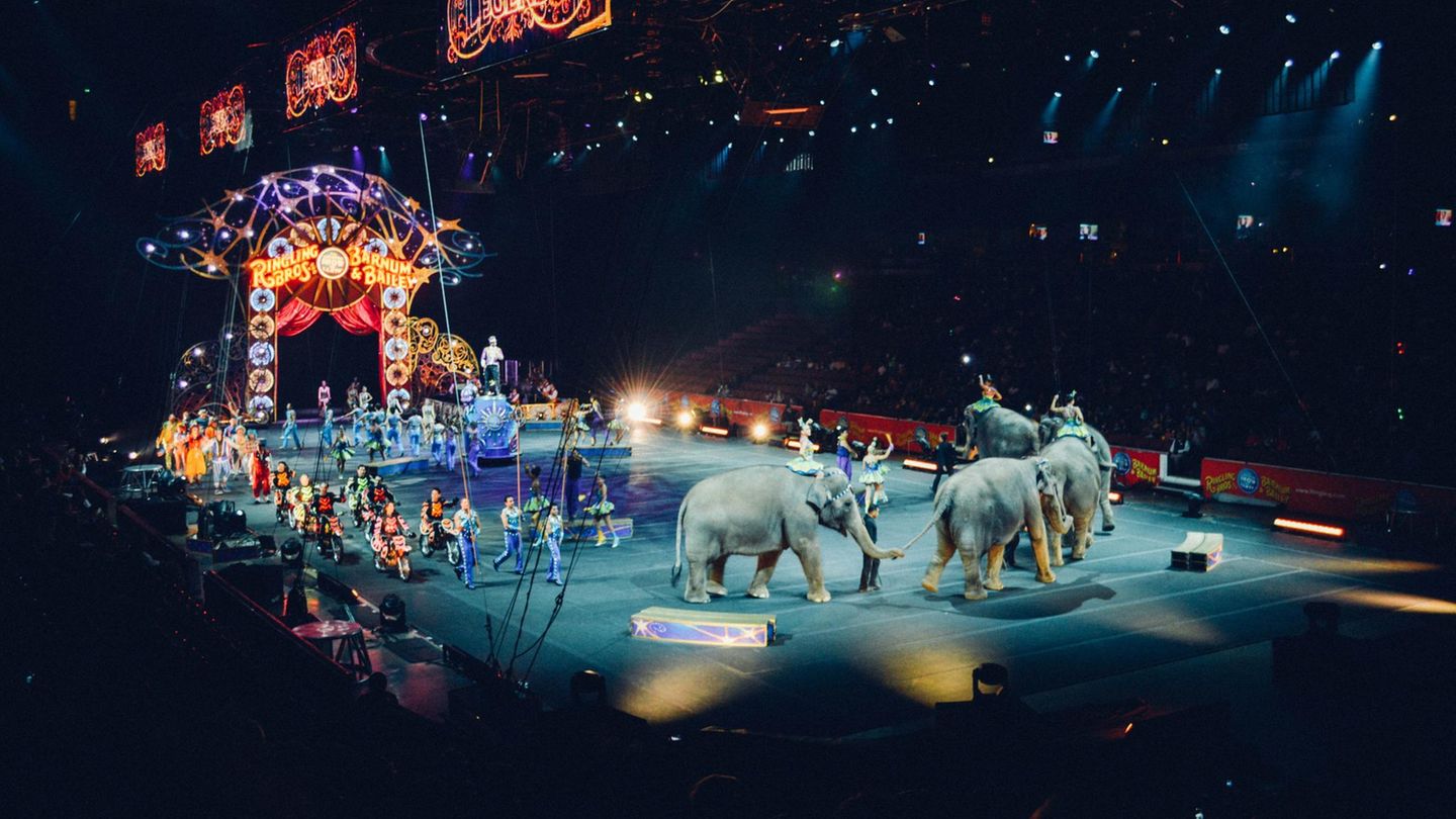 Die Landwirtschaftsministerin will Wildtiere im Zirkus nicht verbieten