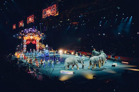 Die Landwirtschaftsministerin will Wildtiere im Zirkus nicht verbieten