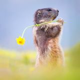 "Bin dann mal weg!"  Das Murmeltier hier macht sich samt Proviant auf den Weg …