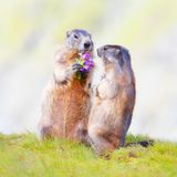 Blumen für die Liebste – Murmeltiere in romantischer Stimmung. Der Blumenstrauß wird anschließend aufgegessen …