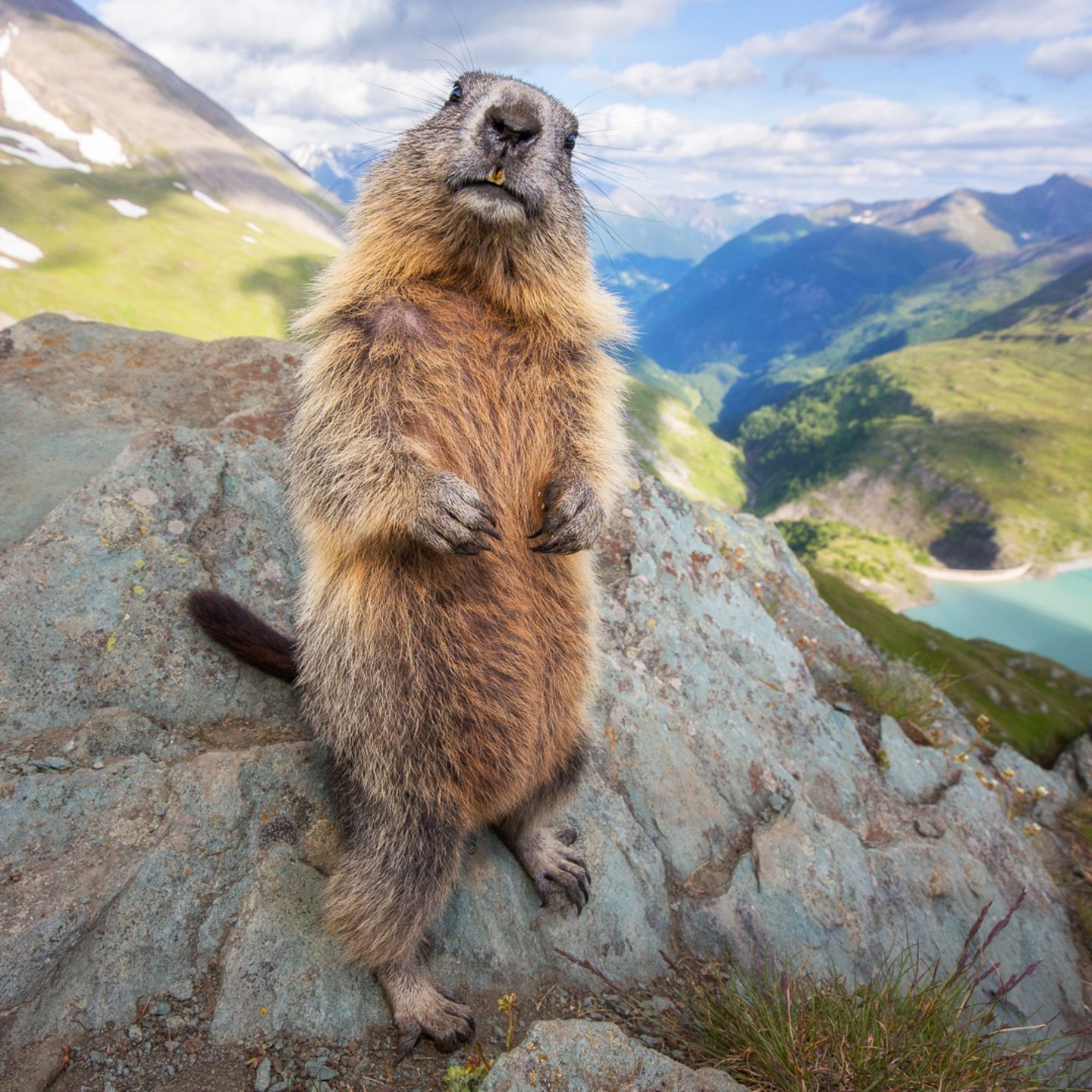 Murmeltiere Die Elf Lustigsten Bilder Der Pfiffigen Langschlafer Stern De