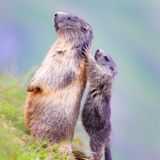 Kleine Nackenmassage zum Feierabend gefällig? Das Murmeltier scheint es sehr zu genießen. 