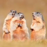 John, Paul, George und Ringo – seid ihr das?