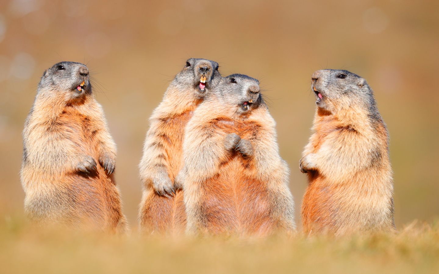 Murmeltiere Die elf lustigsten Bilder der pfiffigen Langschläfer