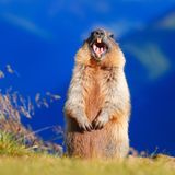 "Guten Morgeeeen!" Ein kleiner Murmeltierweckruf (in Wirklichkeit natürlich ein Warnpfiff).