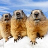 "Hallo da draußen! Wir sind extra aus unserer Höhle gekommen um euch zu grüßen." Drei sehr neugierige Murmeltiere blicken direkt in die Kamera!