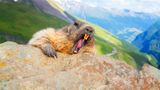 "Ich hasse Montagmorgen"…gäääähn! Den Murmeltieren geht es wie uns.