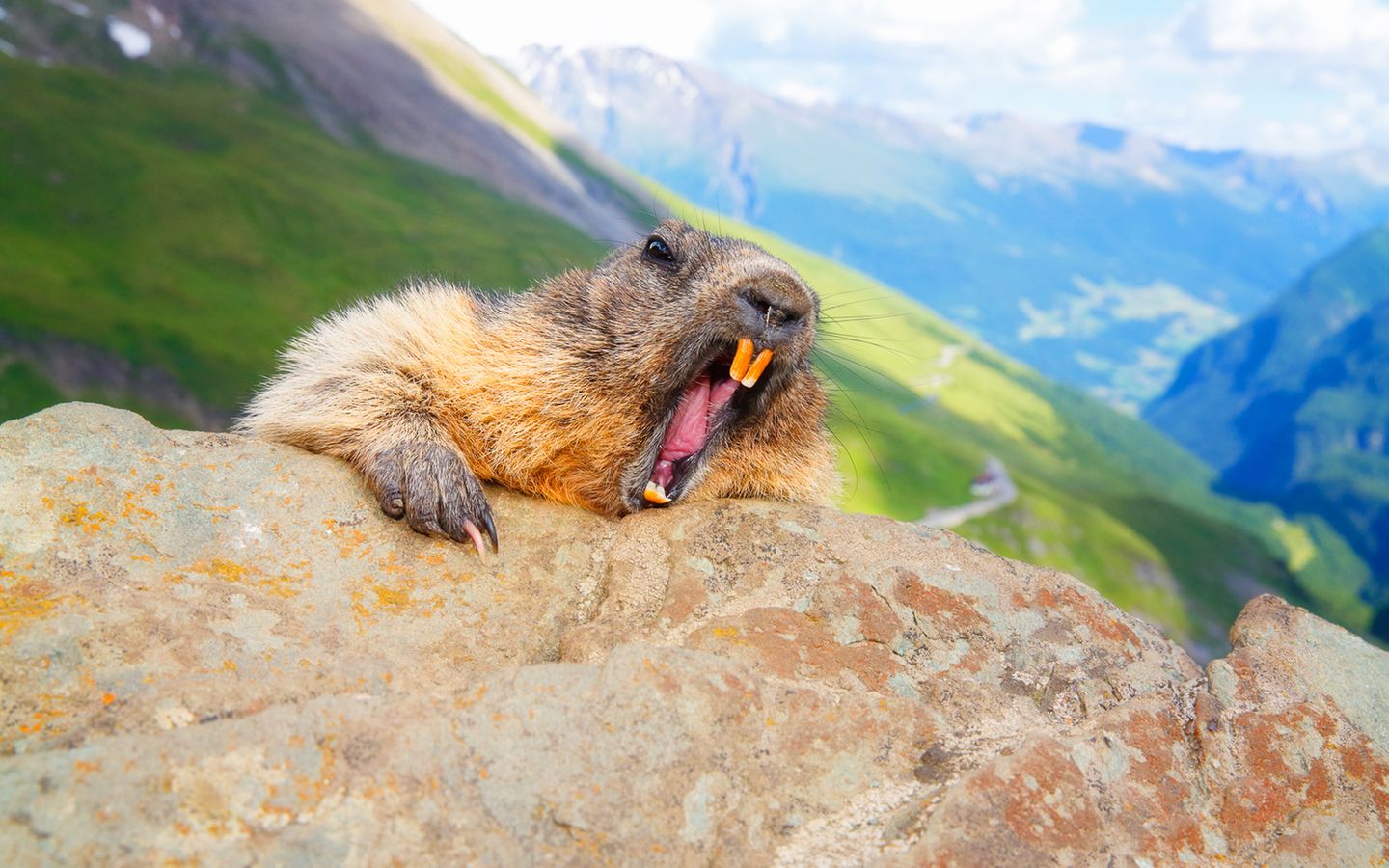 "Ich hasse Montagmorgen"…gäääähn! Den Murmeltieren geht es wie uns.