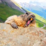 "Ich hasse Montagmorgen"…gäääähn! Den Murmeltieren geht es wie uns.