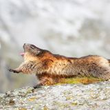 Heute schon Yoga gemacht? Nein? Dann kommt hier Murmeltieryoga Teil 1! Dieses Murmeltier macht vor, wie es geht! Mit dieser Mischung aus Hund, Vierfüßlerstand und Löwe fühlt ihr euch gedehnt und entspannt für den Tag.