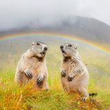 Unterm Regenbogen standen die beiden jungen Murmeltiere und ließen sich bereitwillig fotografieren!