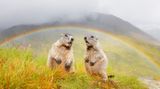 Unterm Regenbogen standen die beiden jungen Murmeltiere und ließen sich bereitwillig fotografieren!