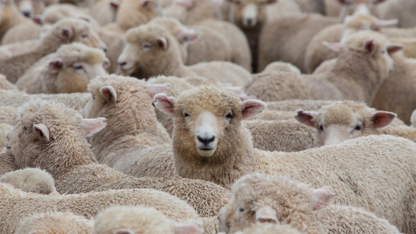 Hunderte Schafe standen plötzlich im Garten der Familie (Symbolbild)