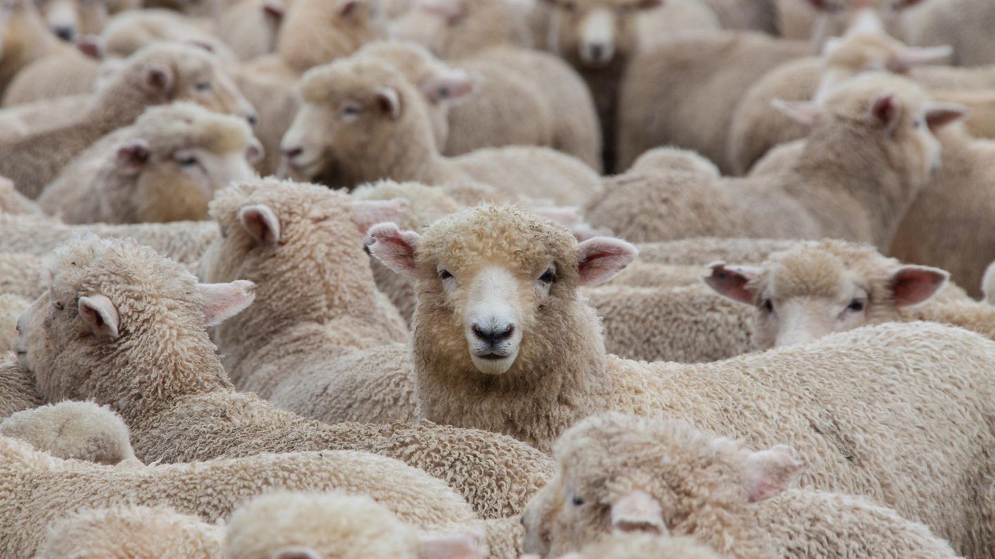 Hunderte Schafe standen plötzlich im Garten der Familie (Symbolbild)