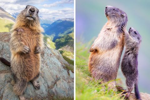 Tierfotografie: Und täglich grüßt das Murmeltier: Die elf lustigsten Bilder der pfiffigen Langschläfer