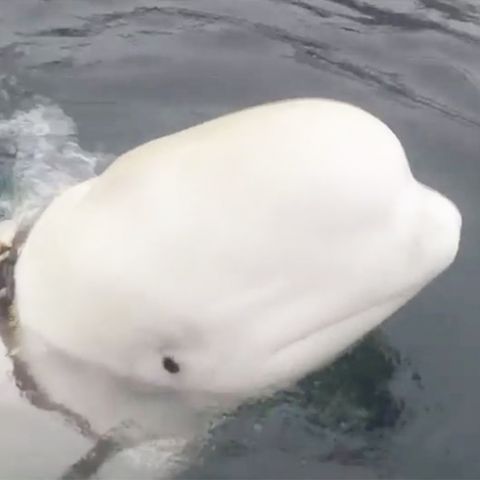 Norwegen: Ist dieser Beluga-Wal ein russischer Spion? Fischer entdecken verdächtiges Zaumzeug