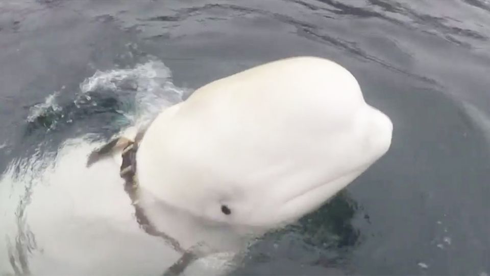 Norwegen: Ist dieser Beluga-Wal ein russischer Spion? Fischer entdecken verdächtiges Zaumzeug Norwegen: Ist dieser Beluga-Wal ein russischer Spion? Fischer entdecken verdächtiges Zaumzeug