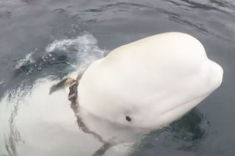 Norwegen: Ist dieser Beluga-Wal ein russischer Spion? Fischer entdecken verdächtiges Zaumzeug