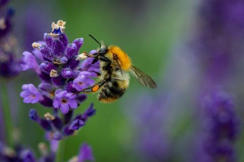 Eine Biene an einer Lavendelblüte