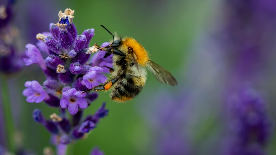 Balkon Auf diese Blumensorten fliegen Bienen STERN.de