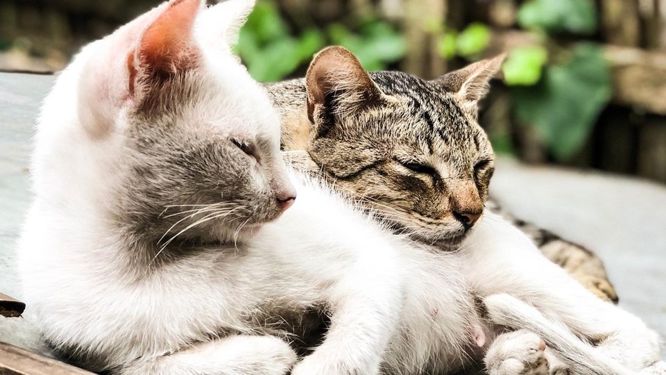 Zwei Katzen kuscheln Zwei Katzen kuscheln