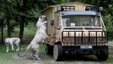 Serengeti-Park  Mehr als nur eine Raubtier-Safari (Foto) bietet dieser norddeutsche Park bei Hodenhagen. Seit der Gründung vor 45 Jahren wurde die Attraktionen ständig erweitert. Inzwischen gibt es auch 40 Fahrgeschäfte,  ein Showprogramm und mehrere Lodges zum Übernachten.  Infos: www.serengeti-park.de