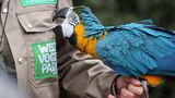Weltvogelpark  Er nennt sich der größte Vogelpark der Welt und bietet 4000 Vögel aus allen Kontinenten: Der Weltvogelpark versammelt 650 verschiedene Arten, vom Kolibri bis zum Andenkondor mit mehr als drei Metern Spannweite. Im Lauf der Jahre wurde die Parklandschaft unter anderem um eine Freiflughalle, ein Papageienhaus und Gärten ergänzt.  Infos: www.weltvogelpark.de